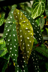 close up view of Begonia leaves, showing its beautiful vibrant color with unique leave pattern and texture, tropical garden, greenery vibe