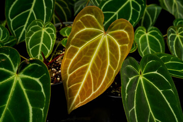 varieties of Anthurium crystallinum leaves, dark green leaves with silver stripes, indoor plants, tropical garden foliage	
