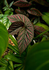 close up view of Begonia leaves, showing its beautiful vibrant color with unique leave pattern and texture, tropical garden, greenery vibe