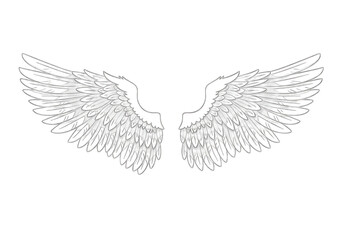 Obraz premium Sketchy outline of angel wings in black and white, isolated on transparent background