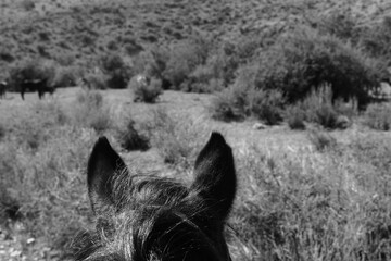 Western lifestyle point of view from horseback during ride in nature, black and white image.