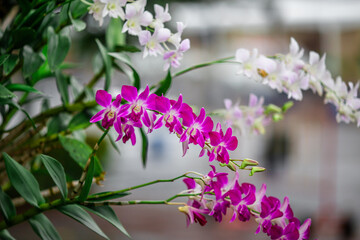 Flower garden landscape background, garden decoration in cafes and restaurants, for beauty and a photo corner for customers to relax and unwind their eyes.