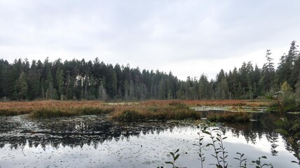 Beaver Lake, Stanley Park, Vancouver, Canada: the wetland lake surround by trees and trail on a cloudy autumn day with reflection of plants