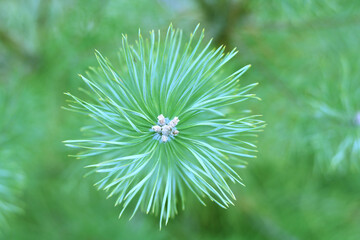 Beautiful close-up of pine branch with green needles for Christmas or New Year greeting card