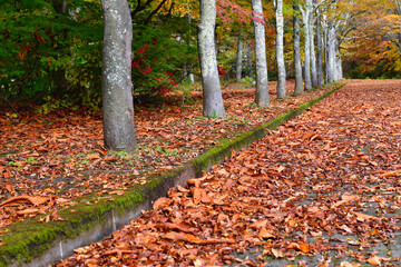 落ち葉の絨毯