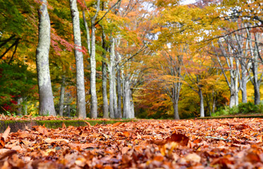 落ち葉の公園