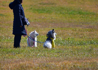 犬の散歩をする女性