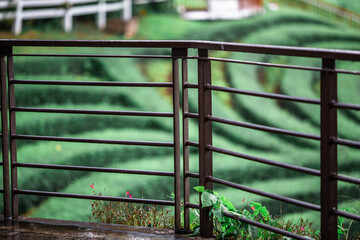 Flower garden landscape background, garden decoration in cafes and restaurants, for beauty and a photo corner for customers to relax and unwind their eyes.