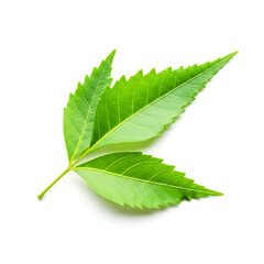 Natural neem leaves  isolated on white background