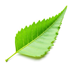 Natural neem leaves  isolated on white background
