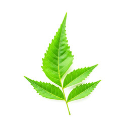 Natural neem leaves  isolated on white background