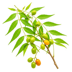 Neem branch with fruit , medicinal plant , isolated on white background, ai generated image .