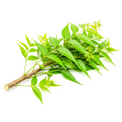 Neem branch with green leaves and fruits isolated on white background , ai generated image.