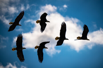 Eagle Silhouettes in Flight