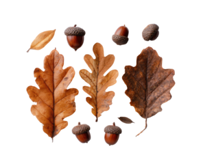 Autumnal arrangement of fallen leaves and acorns