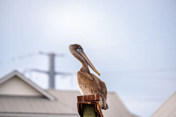 Pelican perched on the pier