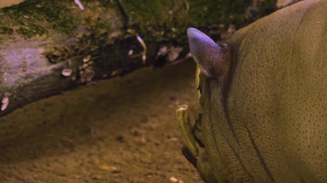 Close up of a babirusa pig, also called deer-pigs,  standing around in the mud on a cloudy day