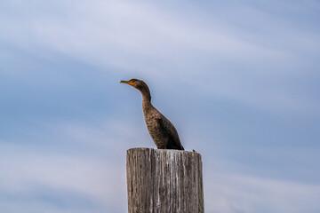 Cormorant perched on a Post