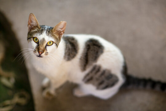 striped gray cat in shelter close up photo. High quality photo