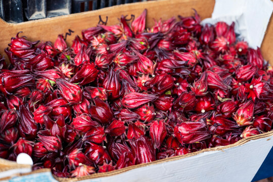 Fresh Harvested Red Roselle (Hibiscus Sabdariffa) in a Box