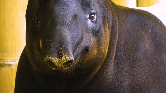Close up of an malayen tapir head wiggling his nose and his head on a sunny day

