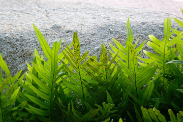 Lauae Ferns green leaf on a sunny day.