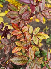Colorful Rose Leaves in Autumn Season