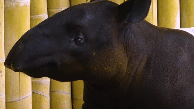 Close up of an malayen tapir head wiggling his nose and his head on a sunny day
