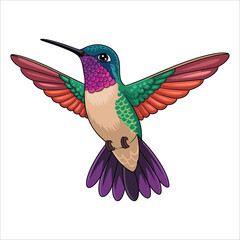 Obraz premium Colorful hummingbird with wings outstretched isolated on