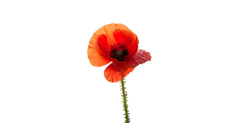 Naklejka premium Red poppy flower isolated on transparent background with a green stem