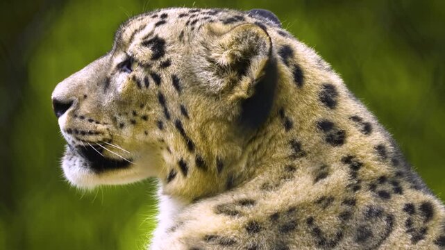 Very close up view of a snow leopard head, eyes and nose  resting on a rock on a cloudy autumn day