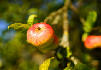 Apple on branches in a peaceful orchard. Bright red apples are seen on tree branch in sunny orchard. Vibrant orchard, ripe apples hang from branches in harvest season.