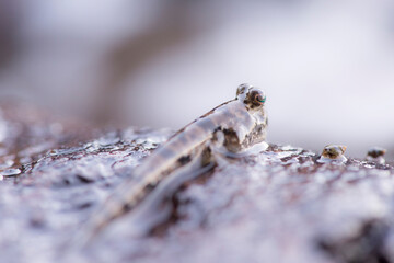 Detailed macro photograph of a mudskipper fish resting on a wet rock, highlighting its large, prominent eye.