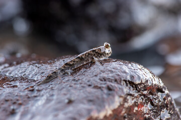 Detailed macro photograph of a mudskipper fish resting on a wet rock, highlighting its large, prominent eye.