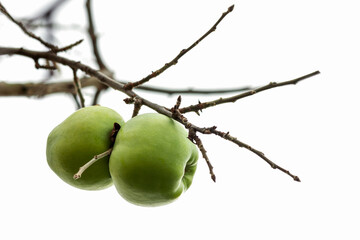 Apples Semerenko on Bare Apple Tree Isolated on White Background.  Winter Variety Green Apple Harvest.