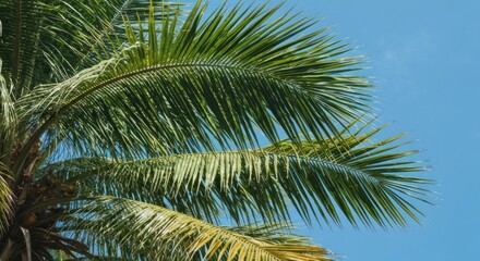 Fototapeta premium Close-up of vibrant green palm fronds against a clear blue sky