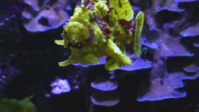 Close up of a frog or angler fish slowly swimming around underwater beside a coral reef.