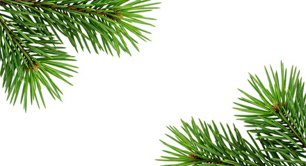 Two pine branches with green needles on a black background space on transparent background