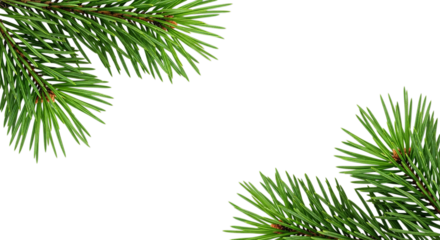Two pine branches with green needles on a black background space on transparent background