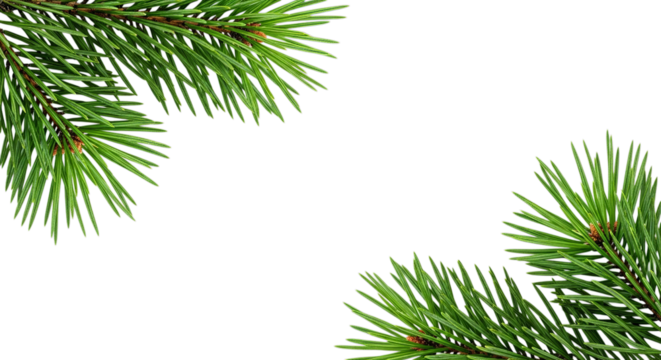 Two pine branches with green needles on a black background space on transparent background