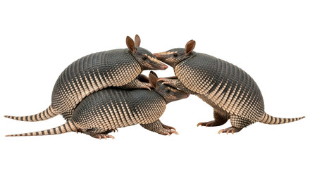 Obraz premium Three Armadillos Huddled Together On A Transparent Background Showing Their Striped Armor And Long Tails In A Close Up View