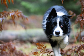 Border collie with autumn ferns