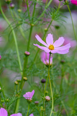 緑の草原に一本だけ美しく咲く淡いピンク色のコスモスの花