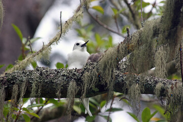 Blue-billed White-Tern with chick, Norfolk Island Australia
