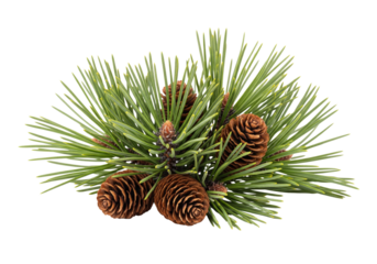 Pine cones and pine leaves isolated on white or transparent background