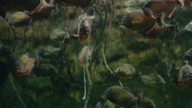 School of red-bellied piranhas swimming together in murky green water with shimmering scales
