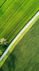 An aerial perspective showcases vibrant green agricultural fields, neatly divided by a white dirt path, with a solitary palm tree adding a tropical touch.