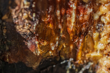 Extreme close-up of tree bark heavily covered with amber resin. Highlights texture and natural details. Suitable for wood texture visuals, forest ecology studies, macro photography