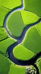An aerial perspective showcases a vibrant landscape of meticulously cultivated green rice fields, intricately divided by a meandering dark blue river.
