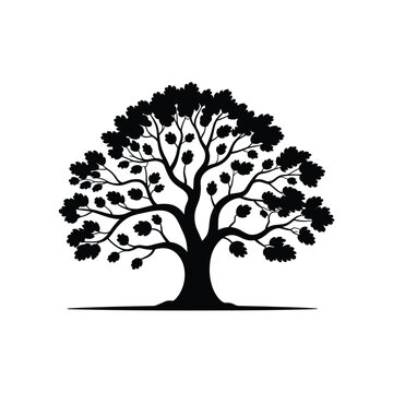 Silhouette of a large deciduous tree with full canopy and visible fruit